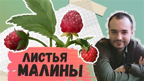 Как правильно собирать листья малины осенью?