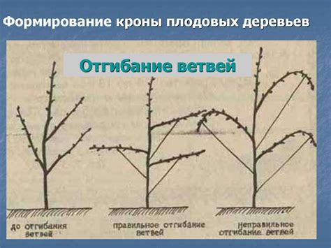 Как правильно формировать крону яблони?