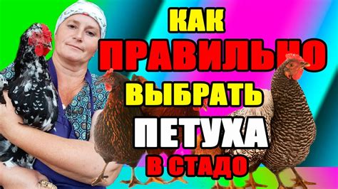 Как предотвратить агрессию петуха брама в стаде