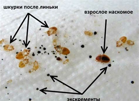 Как предотвратить распространение постельных клопов