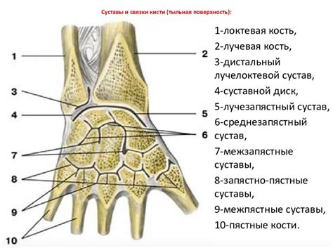 Как происходит выход кости из сустава?