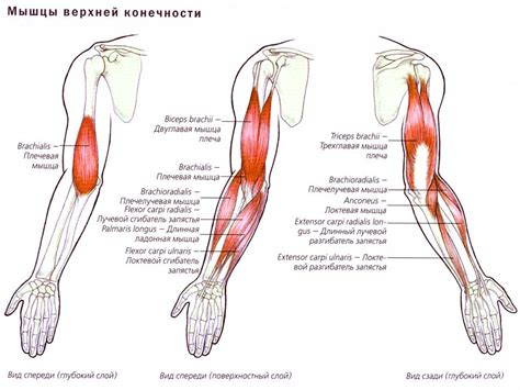 Как происходит растяжение на руке?