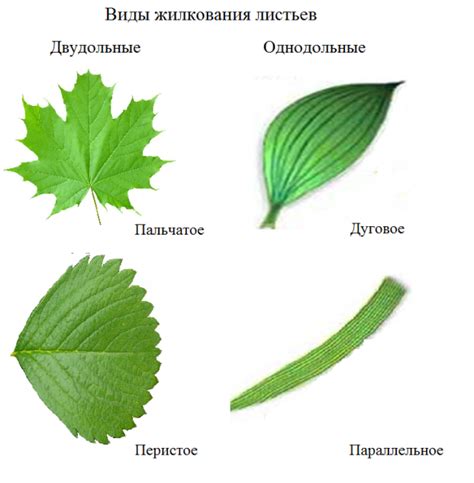 Как происходит сбрасывание листьев на зиму