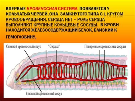 Как работает кровообращение у кольчатых червей