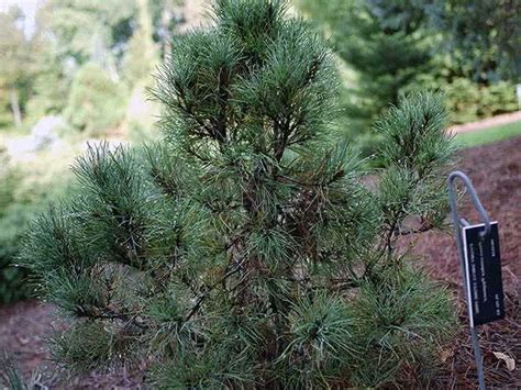 Как ухаживать за посаженными соснами