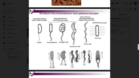 Классификация монотрихиального жгутикования