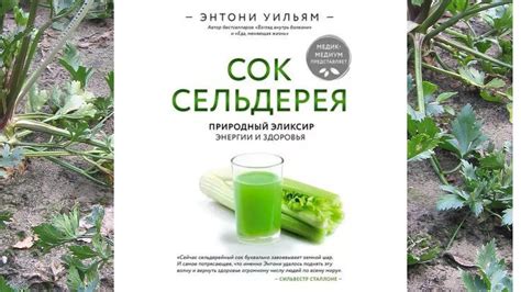 Клейкий сок стволов – природный антидождь