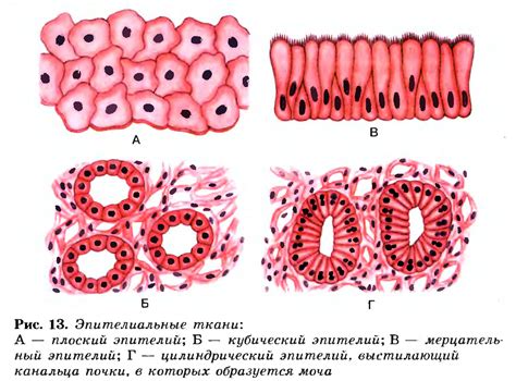 Клетки эпителия и ткани