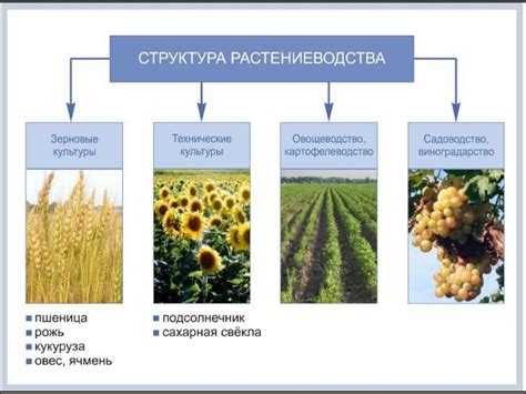 Климатические условия и оливковые растения