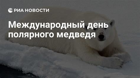 Когда и где отмечается День белого медведя