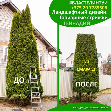 Когда лучше не подстригать тую