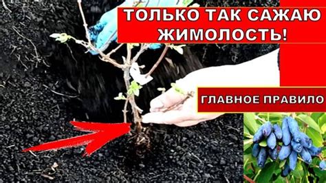 Когда лучше сажать жимолость с закрытой корневой системой?