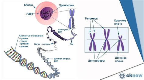 Когда можно наблюдать хромосомы в клетке