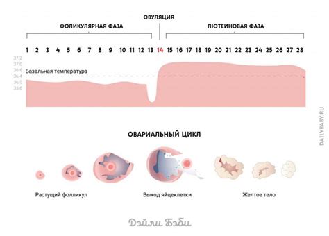 Когда наступает овуляция и вероятность зачатия