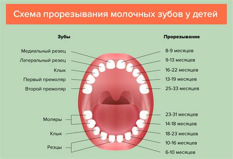 Когда обычно начинают прорезываться нижние моляры у детей?