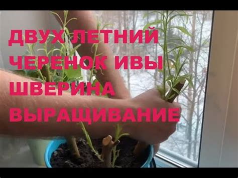 Когда подходит время для посадки черенка в горшок?