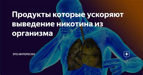 Когда происходит выведение никотина из организма?