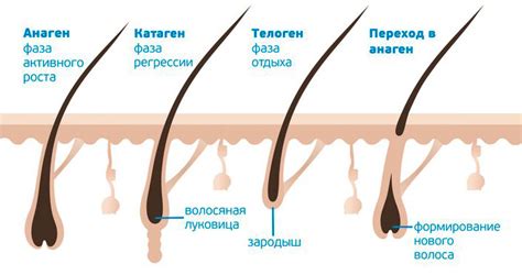 Когда происходит лопание фолликула?