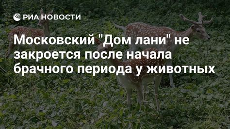 Когда происходит начало брачного периода у петухов