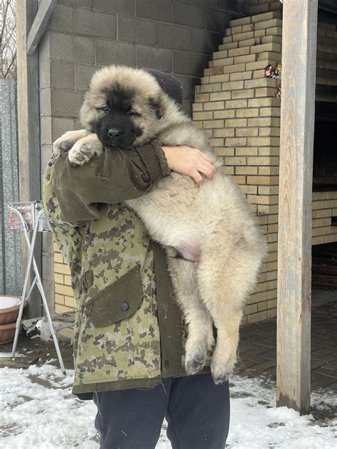 Когда щенки кавказской овчарки начинают видеть мир