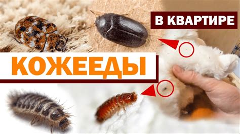 Кожееды: определение и характеристика