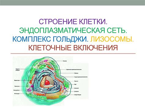 Комплекс Гольджи: ключевой Функциональный компонент клетки