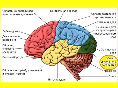 Короткосрочная визуальная память