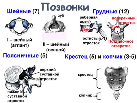 Костная система и полёт