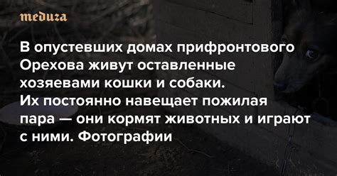 Коты и их коммуникация с хозяевами