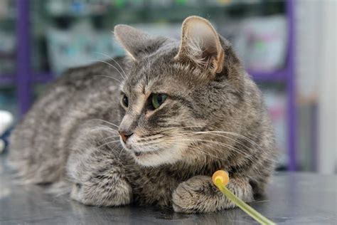 Коты и свинина: можно ли котятам вареную свинину давать?