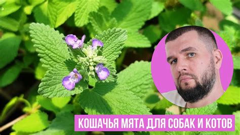 Кошачья мята для собак: дозировка и применение