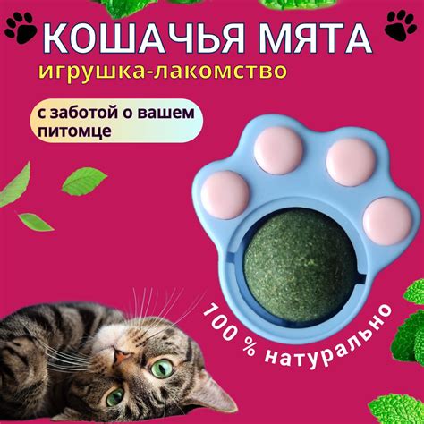 Кошачья мята – привлекательный стимулятор для котов и кошек