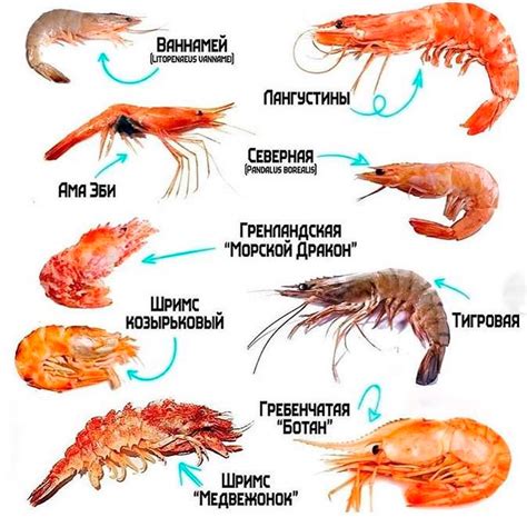 Креветки на ужин: разрешено или нет?