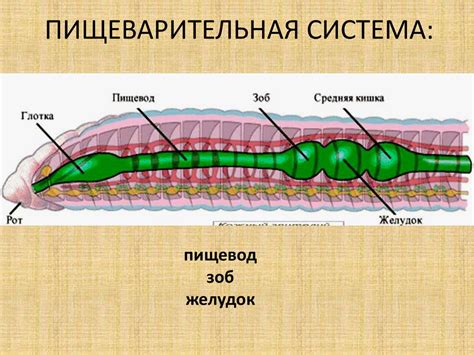 Кровеносная система у круглых червей