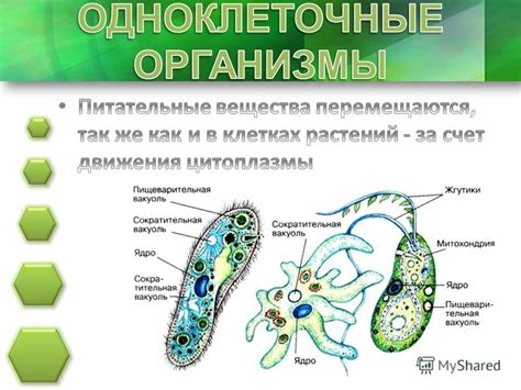 Кровь или гемолимфа?