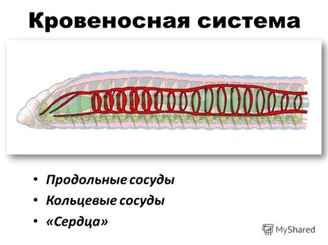 Кровь у кольчатых червей