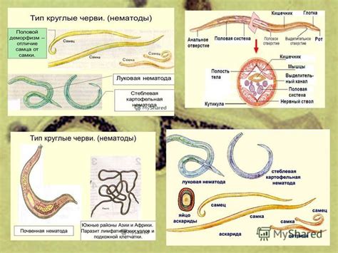 Круглые черви: особенности строения тела