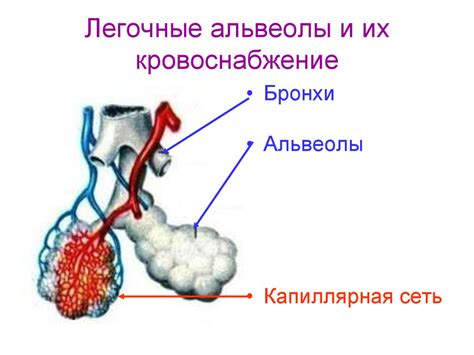 Легочные мешки и их роль в дыхании