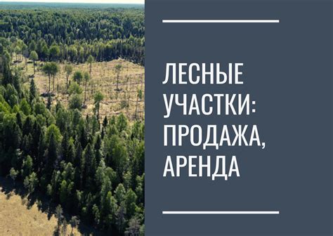 Лесные участки с влажной почвой: особенности их распространения