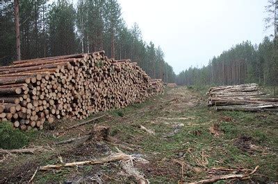 Лесозаготовки превышают возобновляемый запас