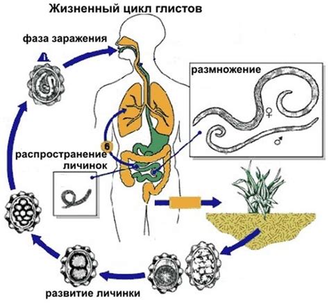 Лечение глистов в матке