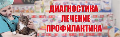 Лечение зараженных домашних питомцев: пути выздоровления