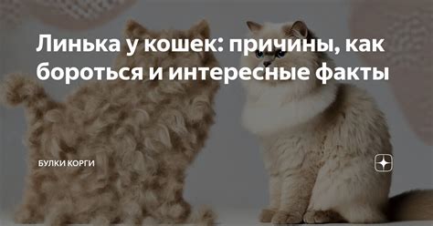 Линька у корги: причины