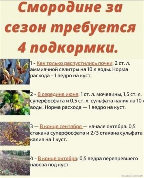 Лучший сезон для подкормки