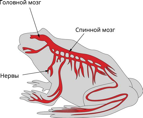 Лягушки и их нервная система: особенности и строение