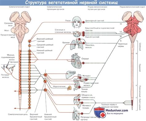 Методы для переключения типа нервной системы