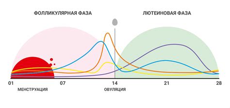 Методы определения дня сдачи анализа на разных фазах цикла