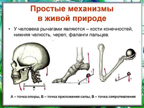 Механизмы активности в теле