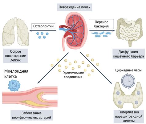 Механизмы взаимодействия между стрессом и ЖКТ