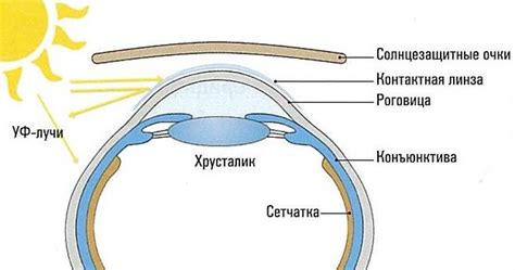Механизмы действия УФ-излучения на глаза